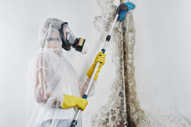 Best Mold Odor Removal Services  in USA